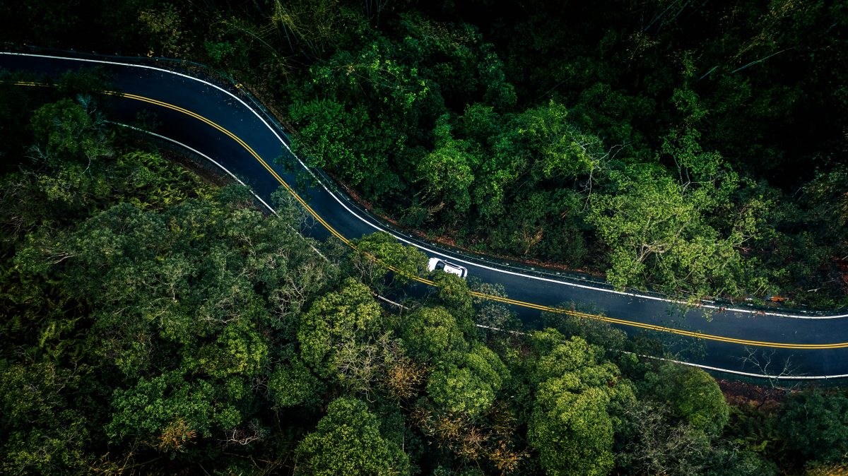 A white car driving on a windy road with big trees around.